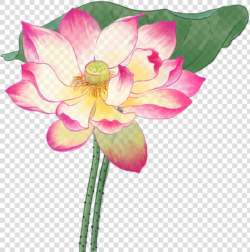 Hoa Sen Màu Nước  HD Png DownloadTransparent PNG