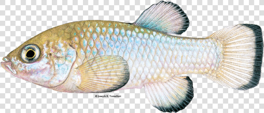 Illustration Of A Devils Hole Pupfish   Desert Pupfish Clipart  HD Png DownloadTransparent PNG