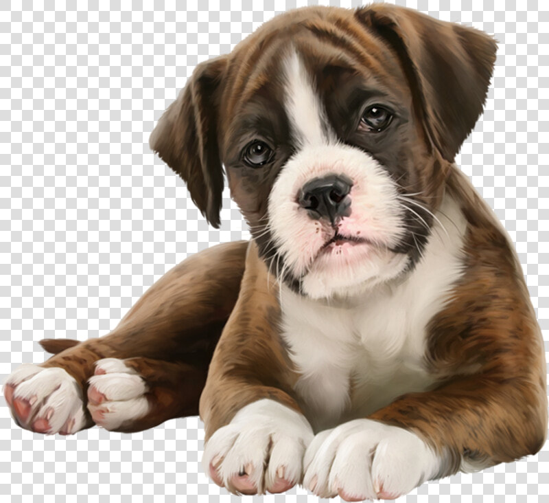 Puppy Lover  HD Png DownloadTransparent PNG