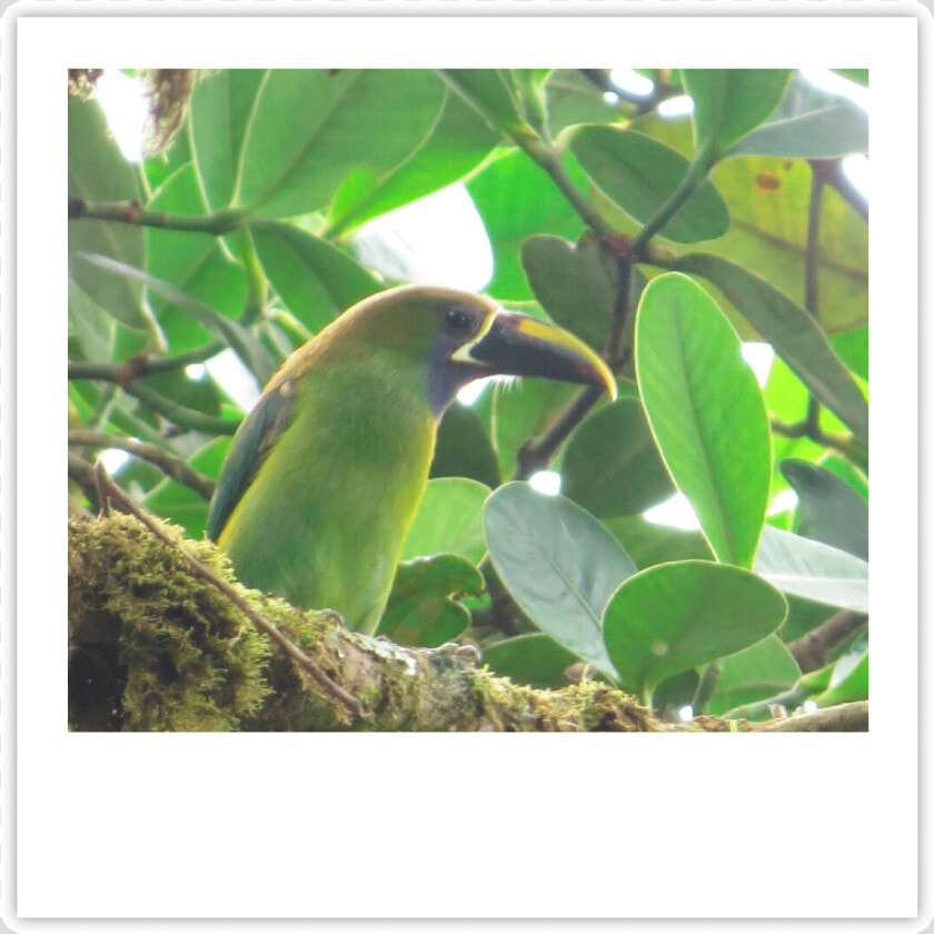 Tucancillo Img   Cedar Waxwing  HD Png DownloadTransparent PNG