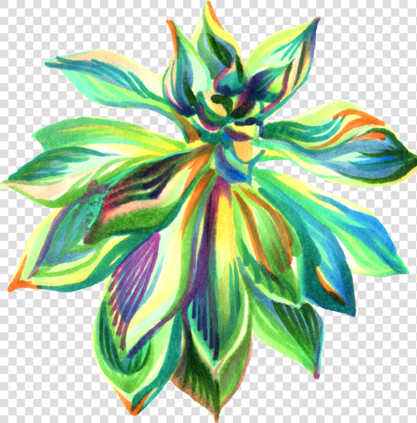 Ylang ylang  HD Png DownloadTransparent PNG