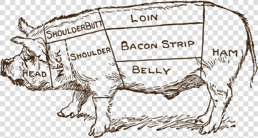 Pork Drawing Pig Butcher   Butcher Cuts Of Pig Antique  HD Png DownloadTransparent PNG