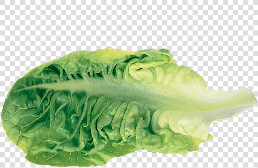 Romaine Lettuce Leaf Vegetable   Transparent Lettuce Leaf  HD Png DownloadTransparent PNG