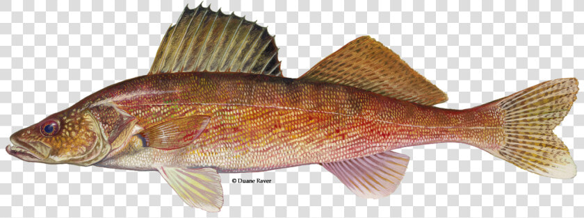 Illustration Of A Walleye  HD Png DownloadTransparent PNG