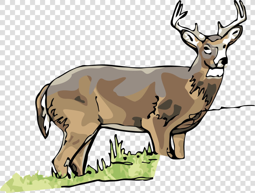 Elk   Clipart White Tailed Deer  HD Png DownloadTransparent PNG
