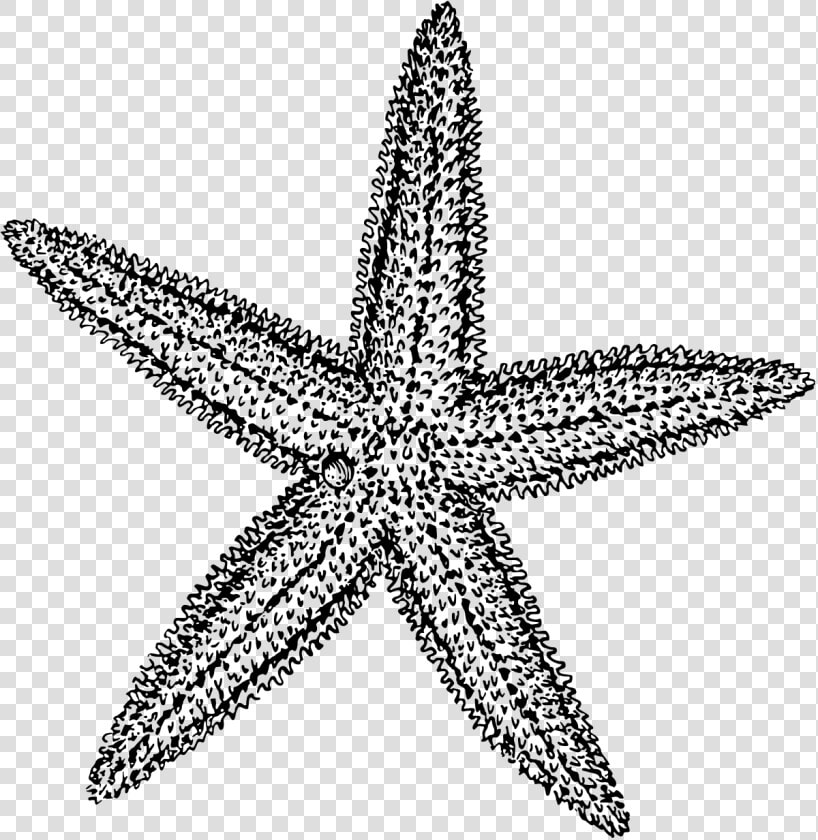 Sea Star Vector Freeuse   Starfish Clipart Black And White  HD Png DownloadTransparent PNG