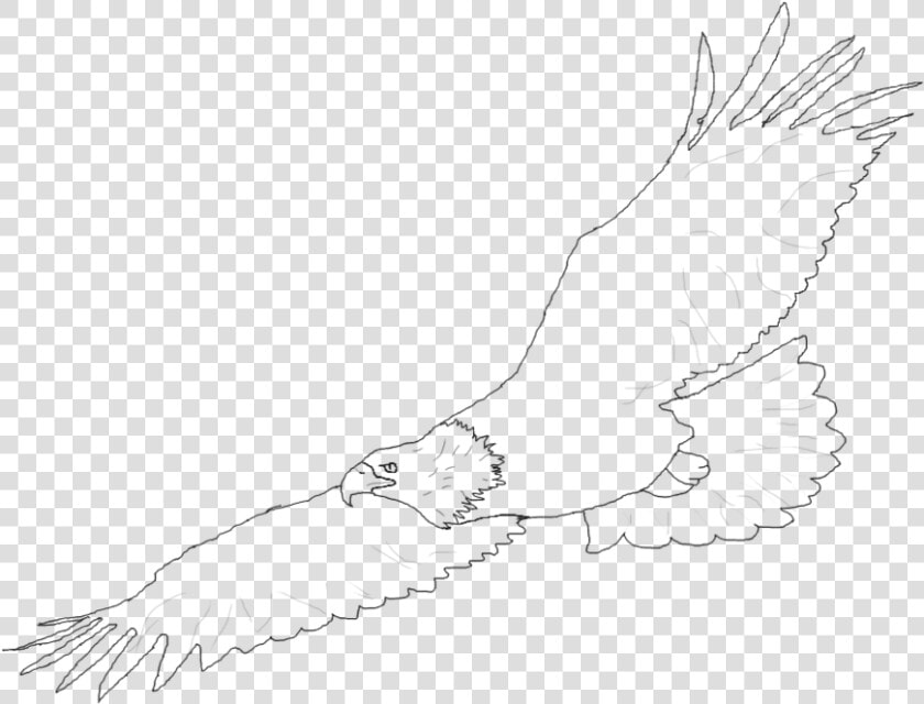 Harpy Eagle Clipart Easy Drawing   Sketch  HD Png DownloadTransparent PNG