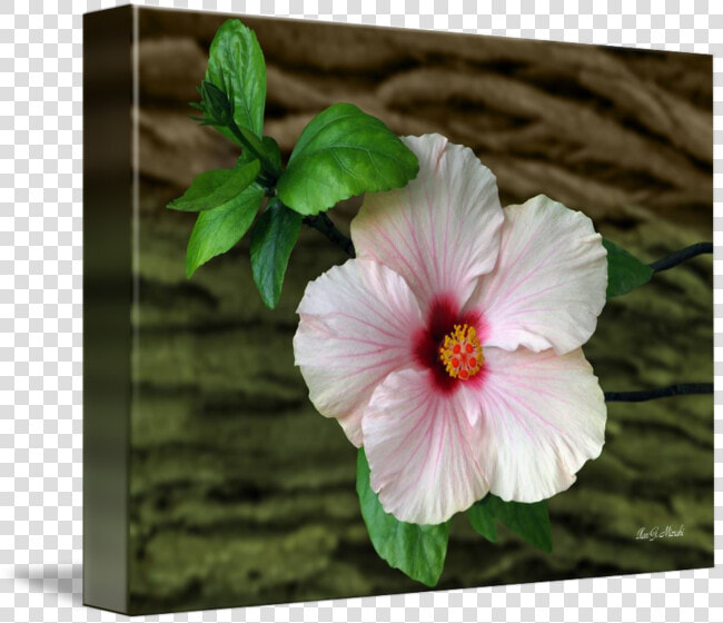 In Front Of Bark By Ilan Mizrahi  HD Png DownloadTransparent PNG