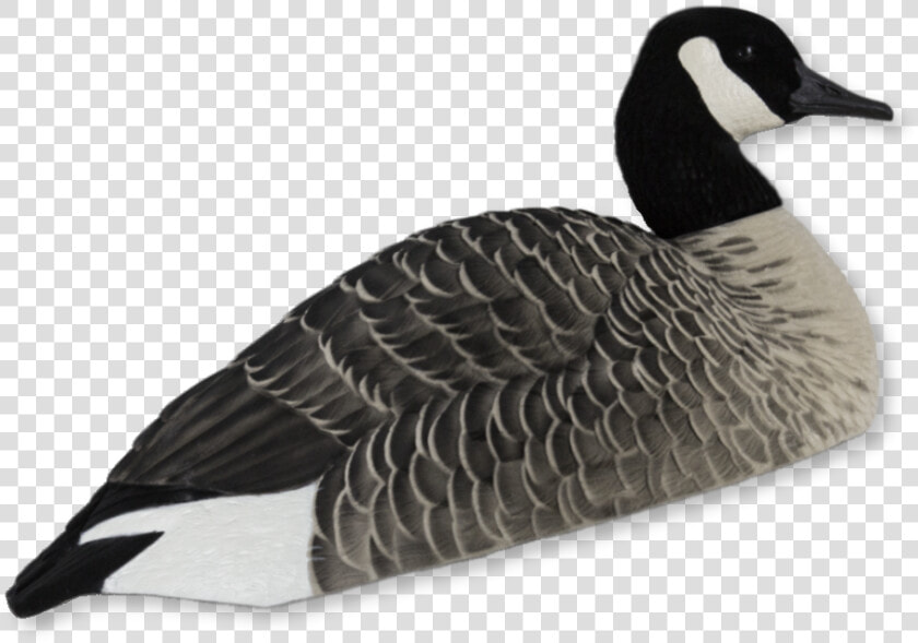 Transparent Canadian Geese Clipart   Canada Goose  HD Png DownloadTransparent PNG