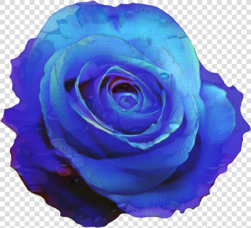 Portable Network Graphics Blue Rose Clip Art Blue Flower   Transparent Blue Rose Png  Png DownloadTransparent PNG