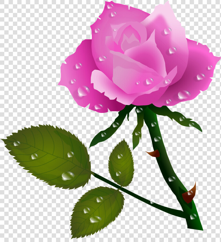 Pink Rose With Water Drops Pink Roses  Planter  Water   Rose Flower Gif Clipart  HD Png DownloadTransparent PNG