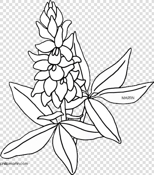 Flower Clipart Coloring Page Png Freeuse Bluebonnet   Drawing Texas State Flower  Transparent PngTransparent PNG