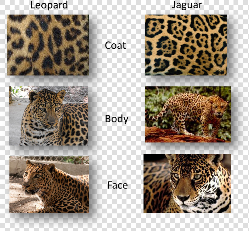 Panther Vs Jaguar Vs Leopard  HD Png DownloadTransparent PNG