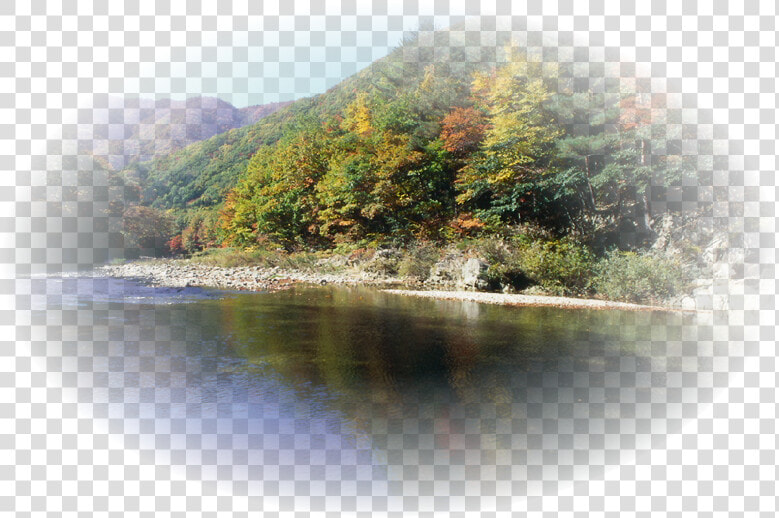 Imagenes De Bosques  HD Png DownloadTransparent PNG