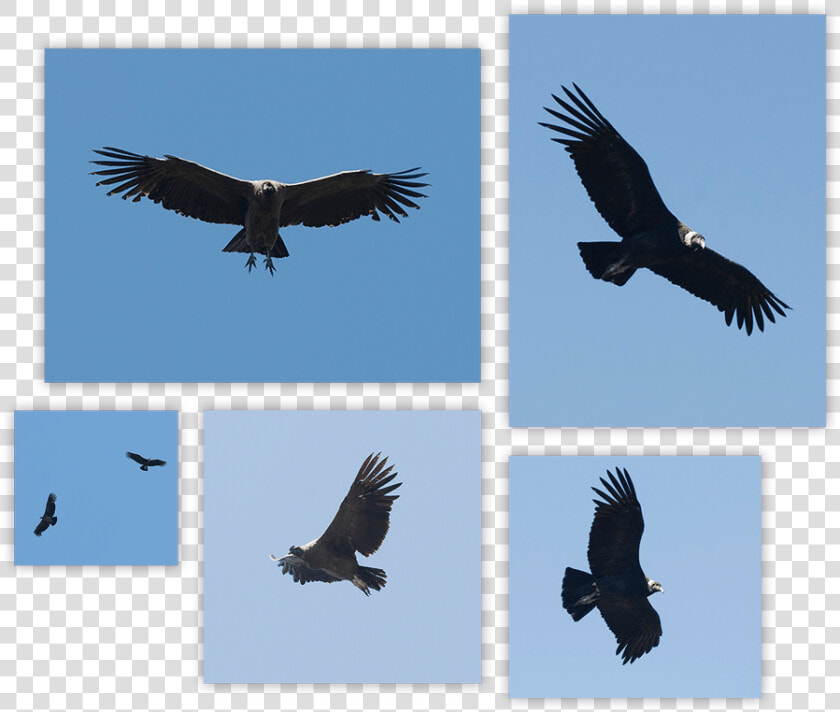 Andean Condor Summary   Hawk  HD Png DownloadTransparent PNG