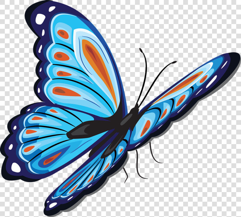 Papillon Png  Transparent PngTransparent PNG