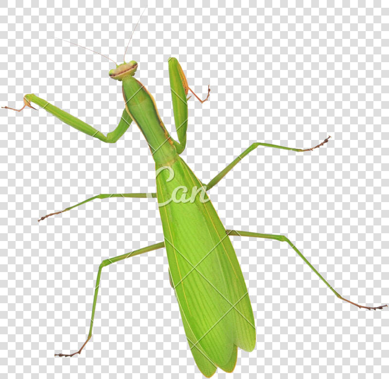 Stick Insect oecanthidae   Mantidae  HD Png DownloadTransparent PNG