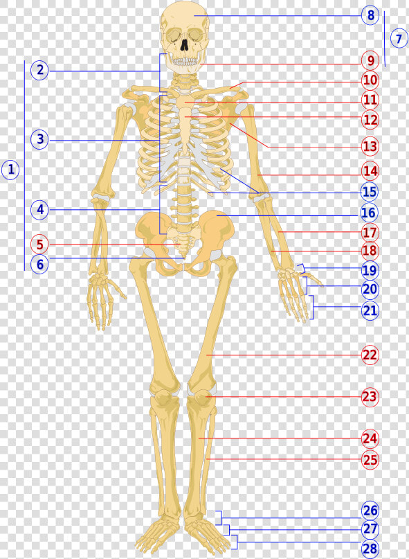 Human Skeleton Front Numbered   Unlabeled Human Skeleton  HD Png DownloadTransparent PNG