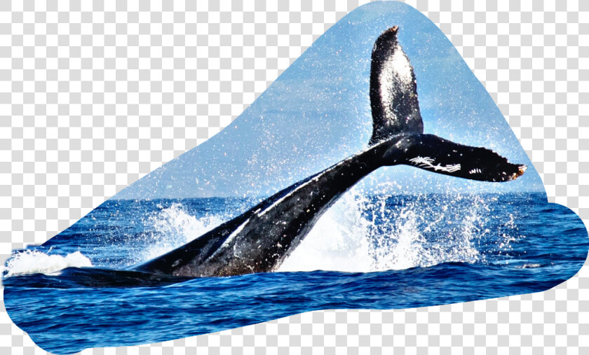  tail  fin  water  splash  whale  HD Png DownloadTransparent PNG