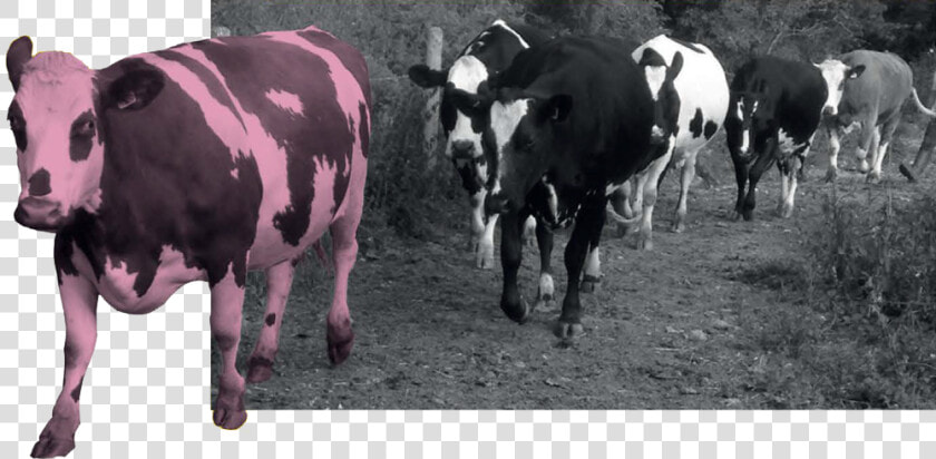Ahimsa And The Vegan Viewpoint   Dairy Cow  HD Png DownloadTransparent PNG