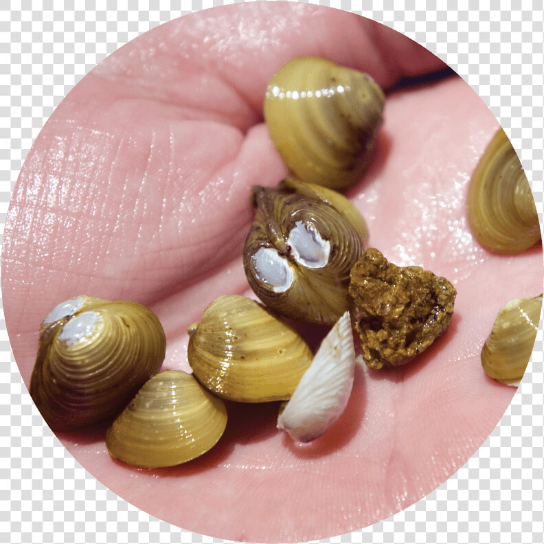 Asian Clams Are An Aquatic Invasive Species   Which   Asian Clam In Water  HD Png DownloadTransparent PNG