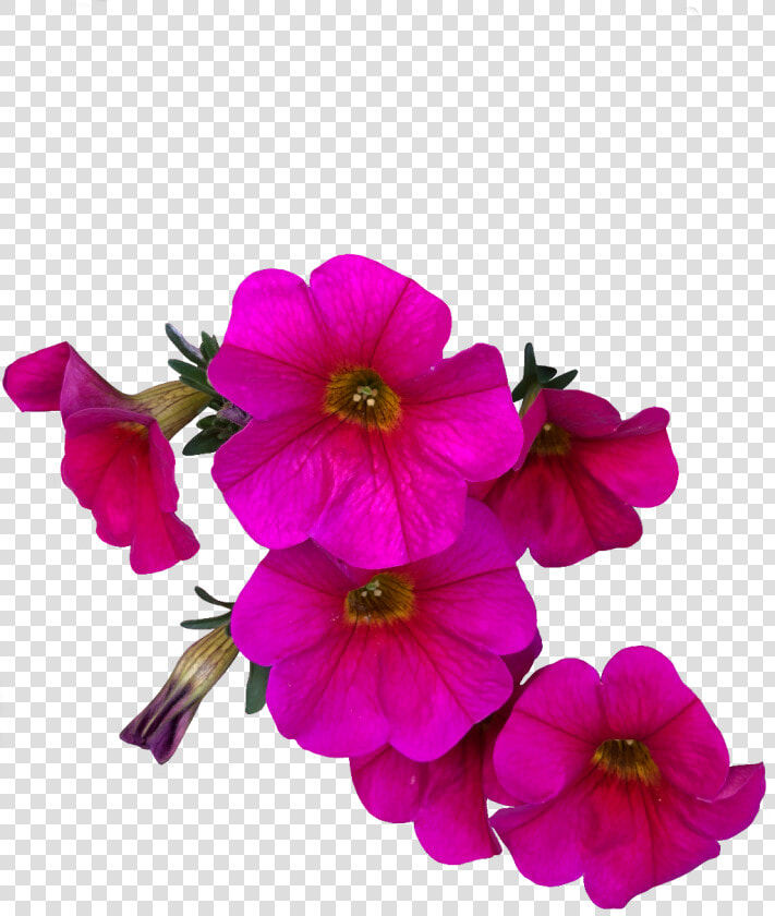  flower  pink  petunia  freetoedit   Petunia Png  Transparent PngTransparent PNG