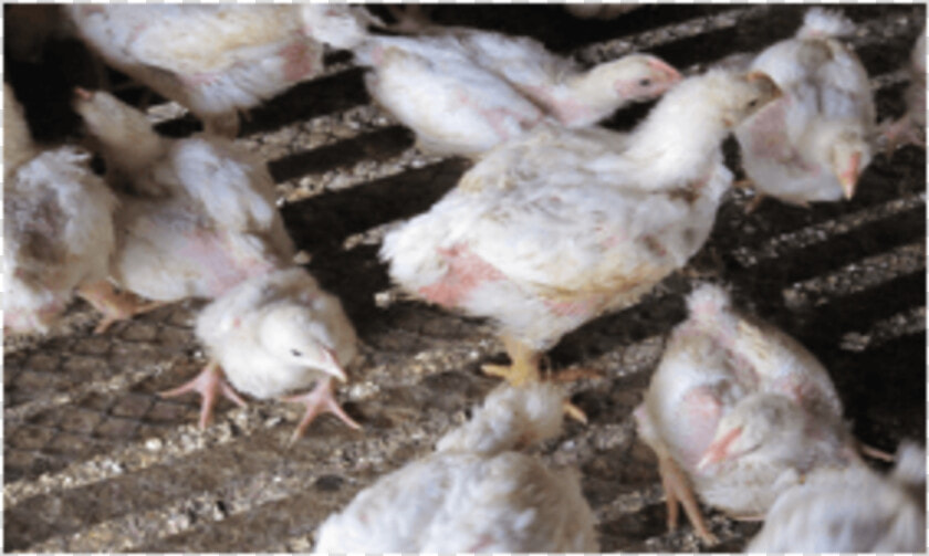 Retarded Growth Related To Ochratoxicosis   Chicken  HD Png DownloadTransparent PNG