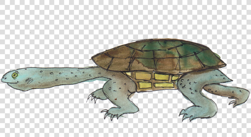 Eastern Long Necked Tortoise   Common Snapping Turtle  HD Png DownloadTransparent PNG