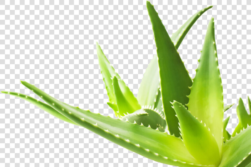 Aloe Png Transparent Image   Aloe Vera Hd Png  Png DownloadTransparent PNG