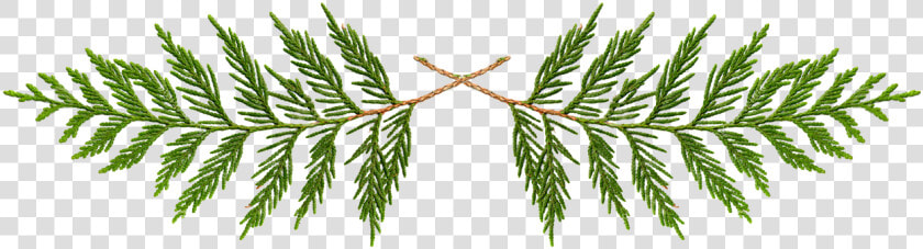 Cedar  Transparent  First Nation  First   Transparent Cedar Tree Clip Art  HD Png DownloadTransparent PNG