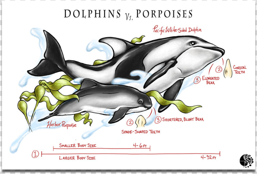 Dolphins Vs Porpoise   Killer Whale  HD Png DownloadTransparent PNG