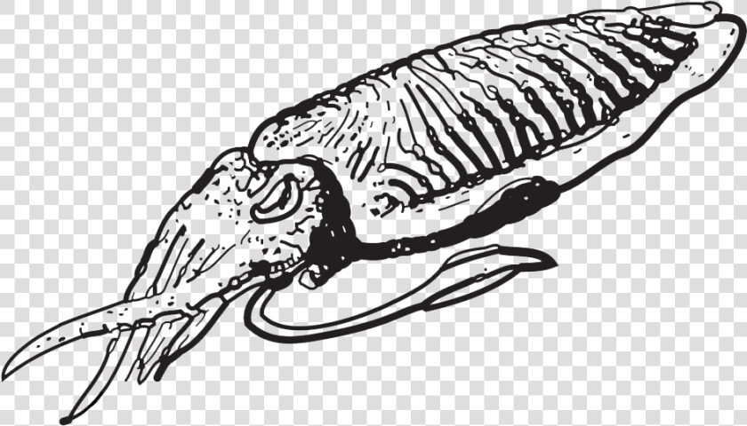 Black And White Cuttlefish Clipart  HD Png DownloadTransparent PNG