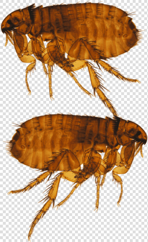 Ctenocephalides Felis  HD Png DownloadTransparent PNG