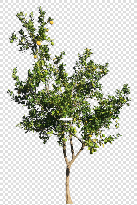 Transparent Lemon Png   Citrus Lemon Tree Png  Png DownloadTransparent PNG
