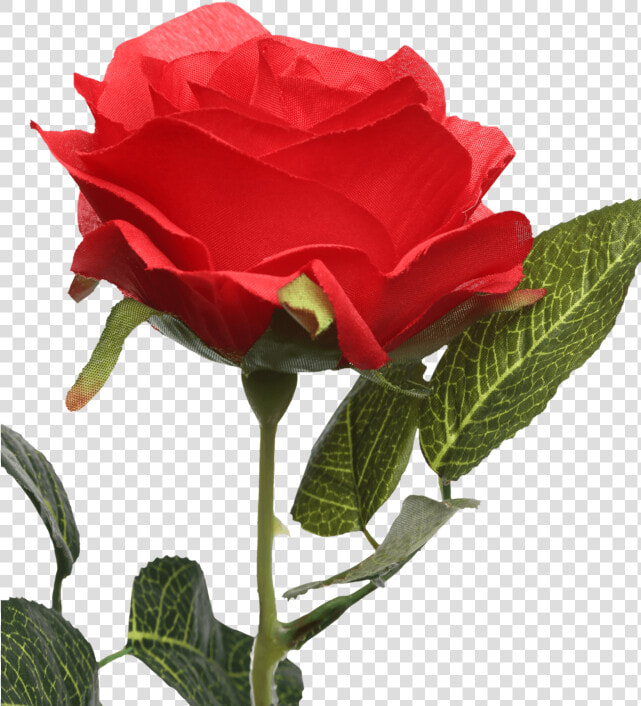 Single Rose Stem Red   Floribunda  HD Png DownloadTransparent PNG