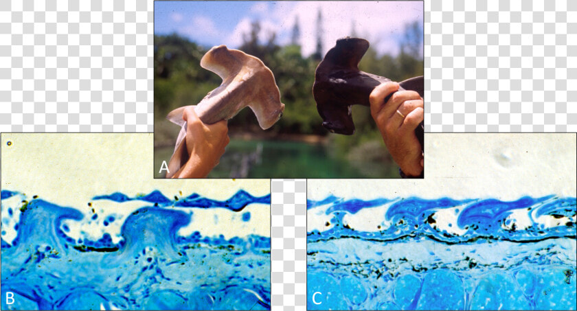 A  Two Scalloped Hammerhead Sharks Are Held Up Side   Art  HD Png DownloadTransparent PNG