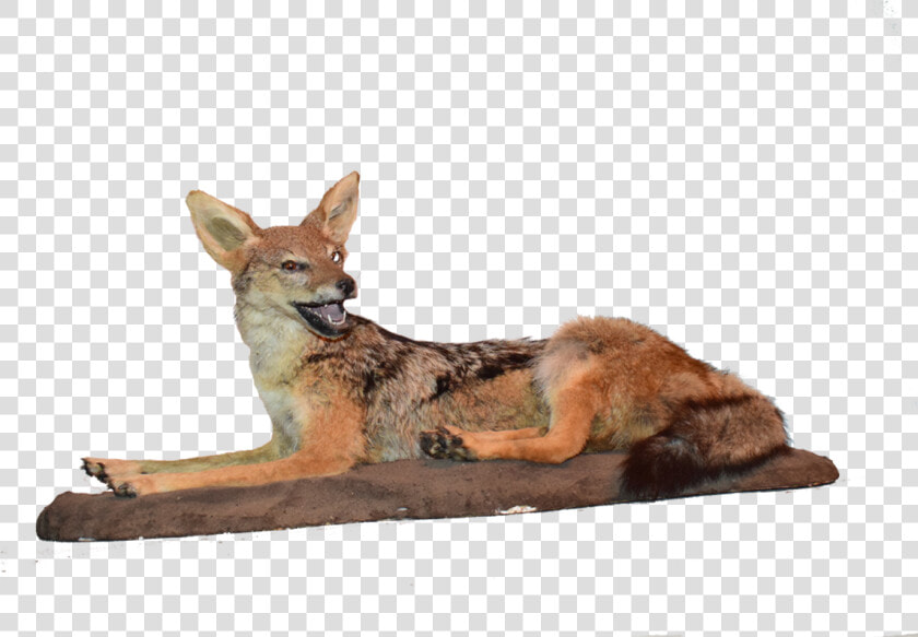 Jackal Png  Transparent PngTransparent PNG