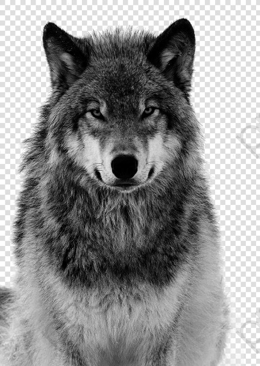 Transparent Charlottes Web Clipart   Angry Wolf Look  HD Png DownloadTransparent PNG