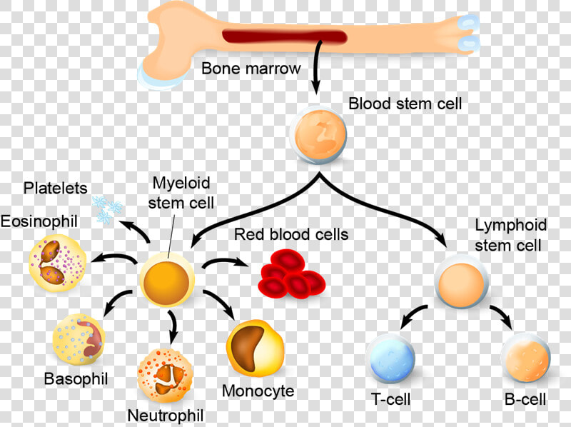 Life Span Of A Cell  HD Png DownloadTransparent PNG