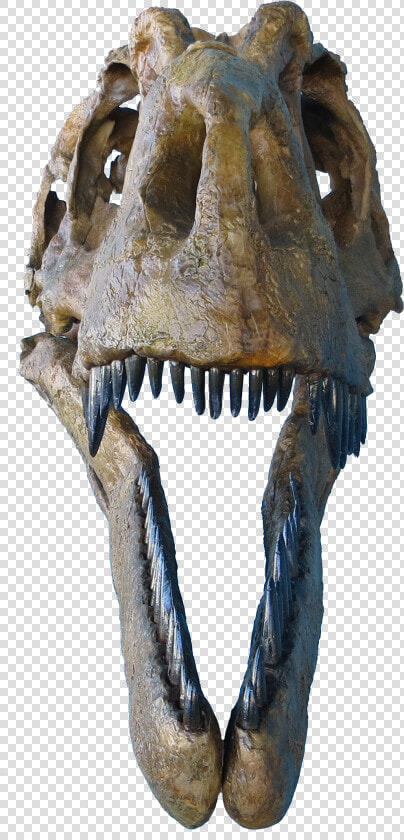 Judith River Formation Daspletosaurustorosus  HD Png DownloadTransparent PNG