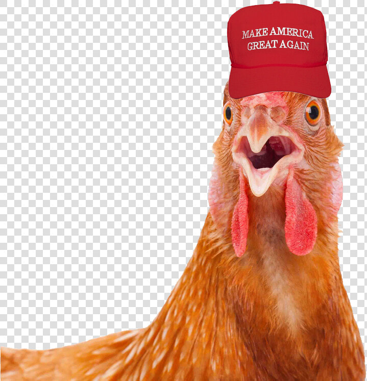 2mib  840x768  Rooster With Maga Hat  HD Png DownloadTransparent PNG