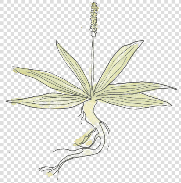 Plantain   Illustration  HD Png DownloadTransparent PNG