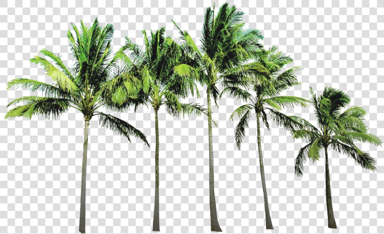 Coconut Tree Png Picture   Coconut Trees Background Png  Transparent PngTransparent PNG