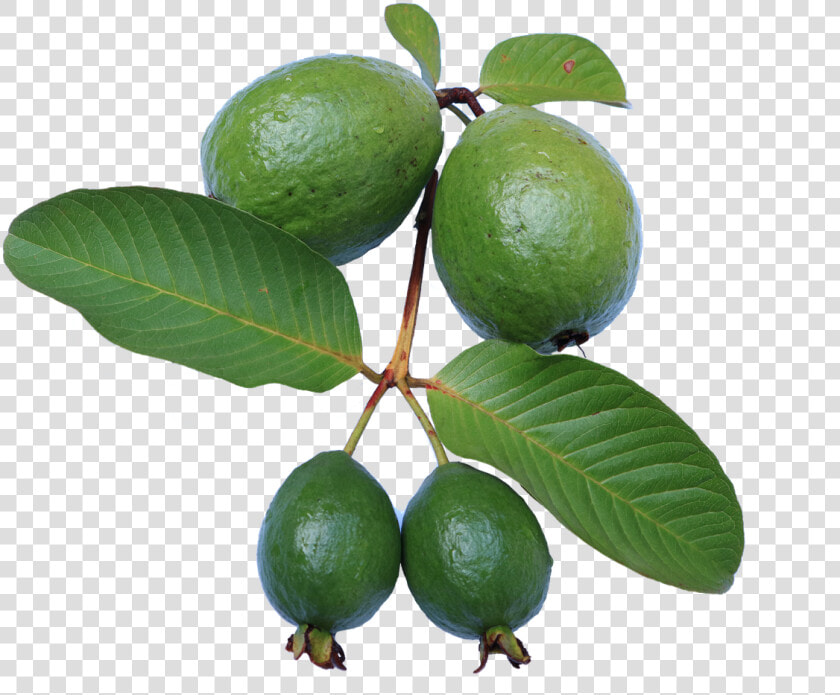 Guava leaf jambu Biji green guava Png free Pictures    Feijoa Tree Png  Transparent PngTransparent PNG