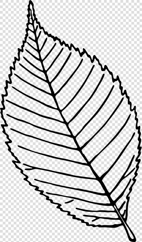 Rose Leaf Black And White   Png Download   Simple Rose Leaf Drawing  Transparent PngTransparent PNG
