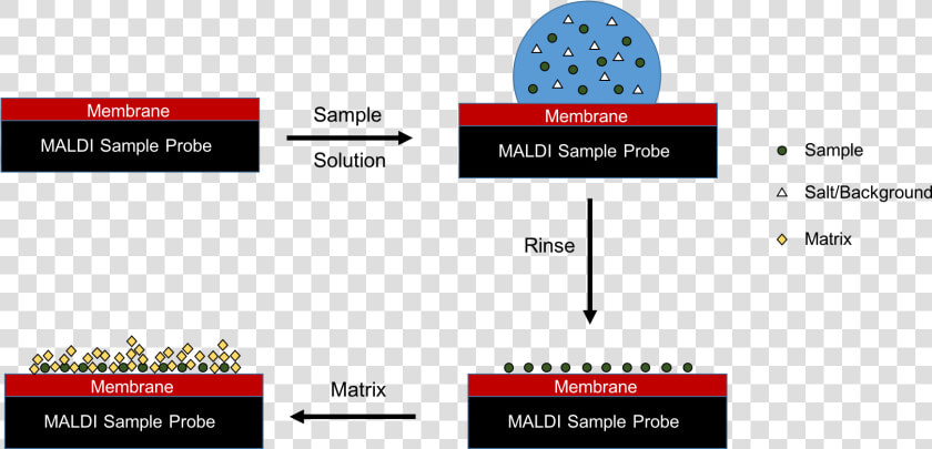 Maldi  Sample Preparation   Maldi Sample Preparation  HD Png DownloadTransparent PNG
