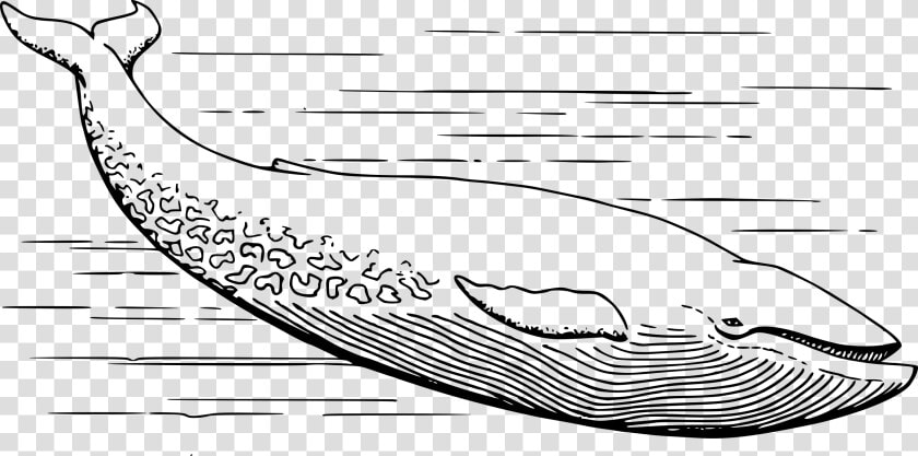 Blue Whale Clip Arts   Blue Whale Clipart Black And White  HD Png DownloadTransparent PNG