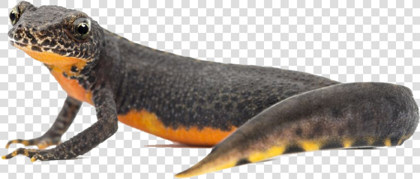 Amphibian Png  Transparent PngTransparent PNG