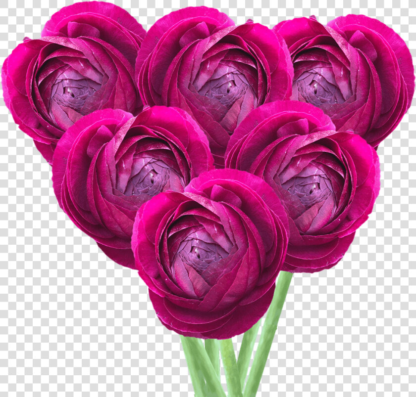 Get Ranunculus Burgundy Flowers Lowest Cost Online   Persian Buttercup  HD Png DownloadTransparent PNG
