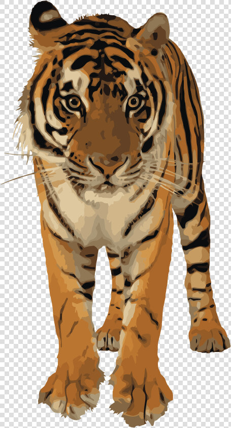 Roaring Tiger Png   Royal Bengal Tiger Png  Transparent PngTransparent PNG